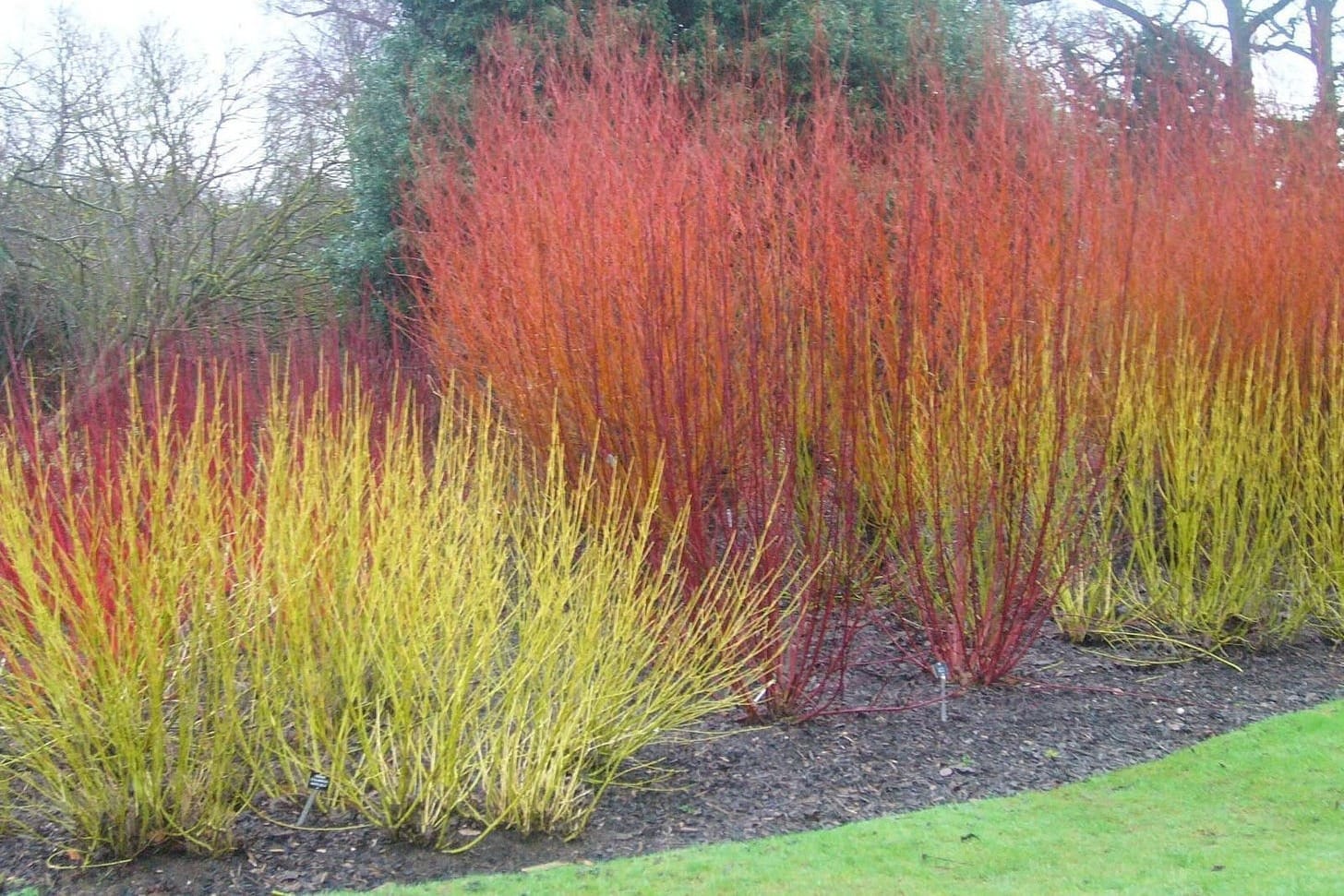 A group of red and yellow bushes
AI-generated content may be incorrect.