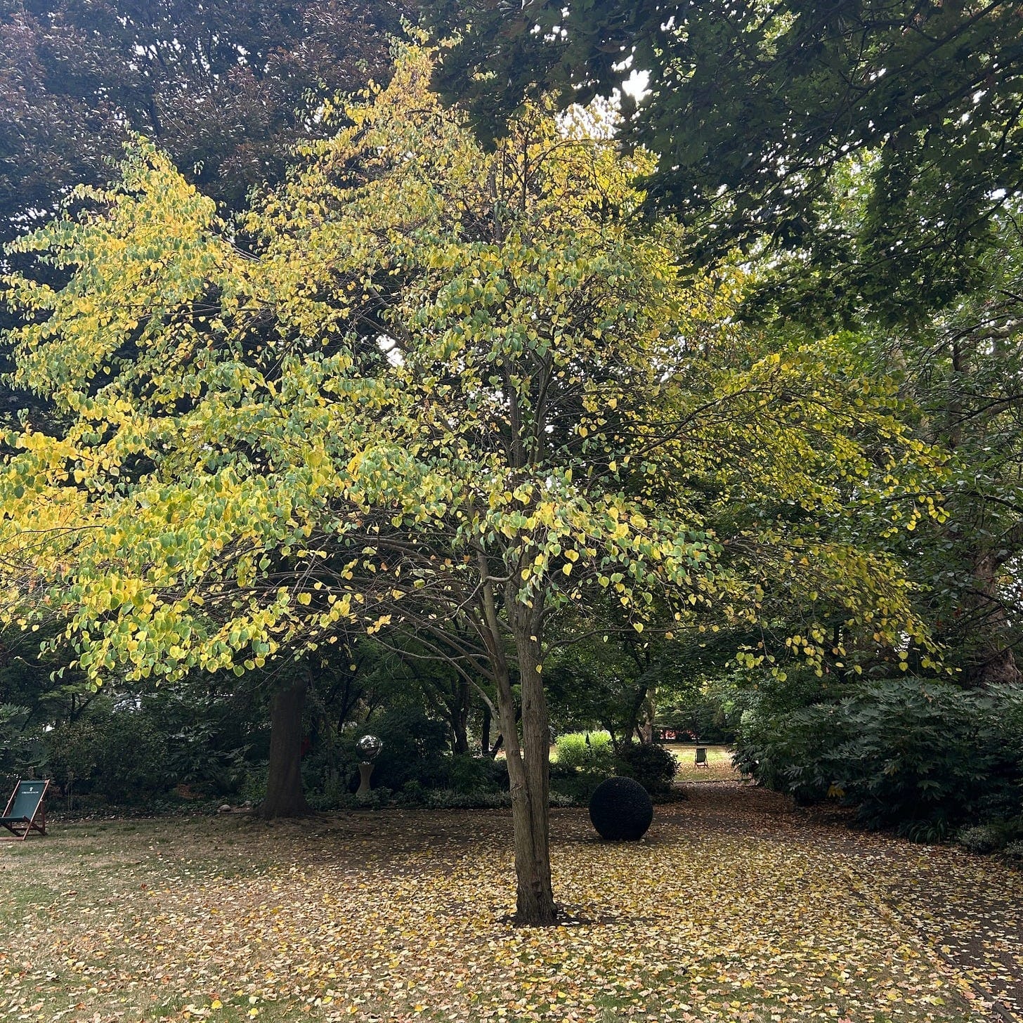 A tree in a park

AI-generated content may be incorrect.