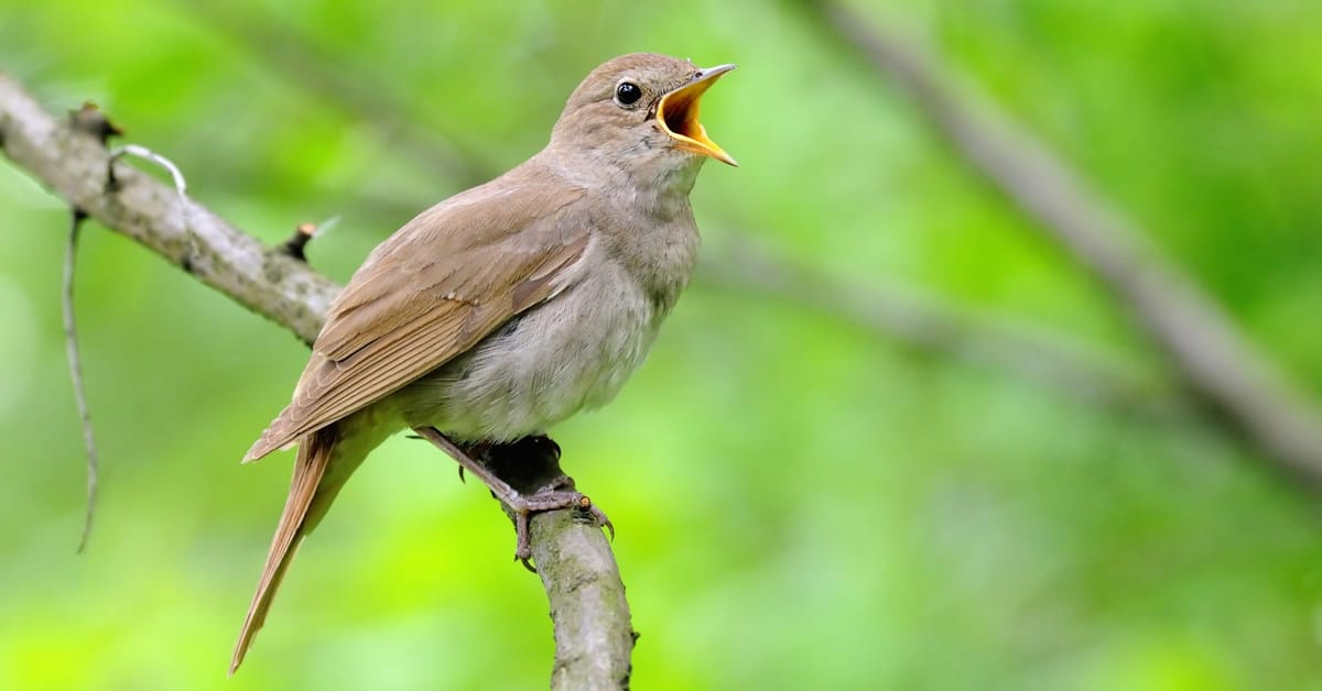 Nightingales may face a fresh battle