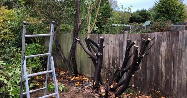 Medway’s gardens emerge into Spring